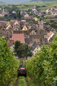 France, Haut Rhin, the Alsace Wine Route, Riquewihr, labelled Les Plus Beaux Villages de France (The Most Beautiful Villages of France), harvest on the slopes overlooking the village