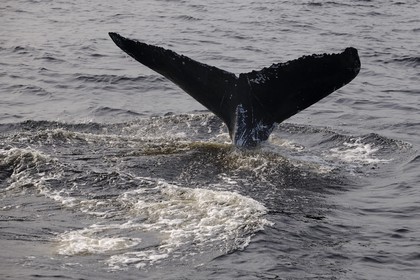Canada, province de Québec, région de Manicouagan, Tadoussac, queue d'une baleine à bosse dans le golf du Saint-Laurent