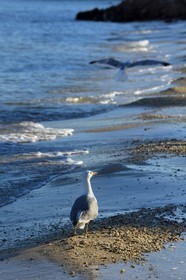 France, Var (83), Iles d'Hyères, parc national de Port Cros, Ile de Porquerolles, goéland sur la plage Notre-Dame dans la Baie de l'Alycastre