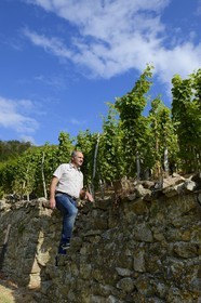 France, Loire (42), Chavanay, le domaine Christophe Pichon à Verlieu - Le-Grand-Val, vin de Condrieu, coteaux organisés en terrasses soutenues par des murets de pierres sèches appelés chaillées