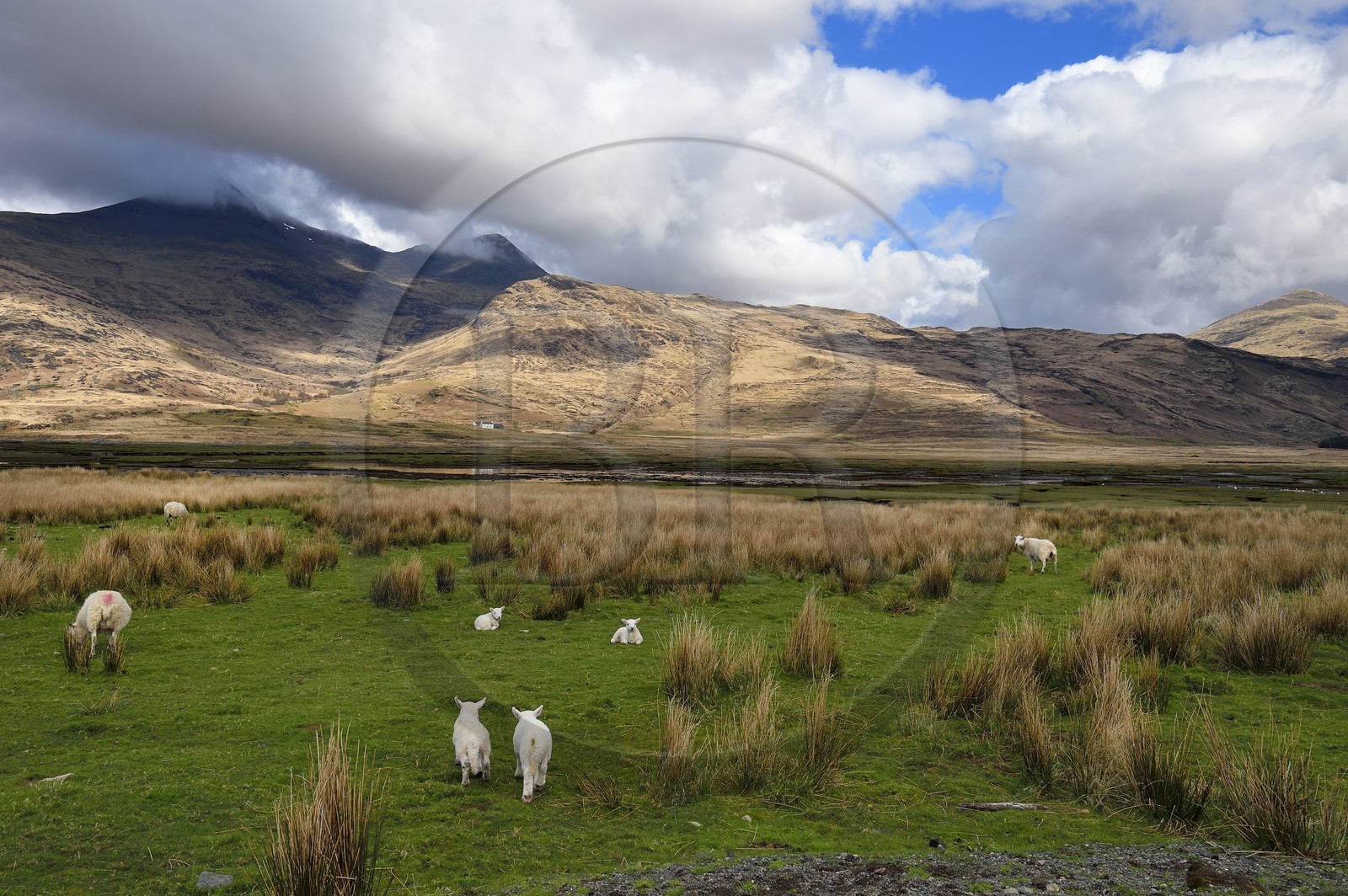 Royaume-Uni, Ecosse, Highland, Hébrides intérieures, the Ross of Mull à l'extrème sud-ouest de l'Ile de Mull, moutons au Loch Beg