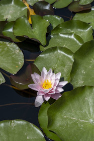 Italie, Ligurie, Province d'Imperia, Vintimille, Jardin botanique Hanbury, fleur de lotus