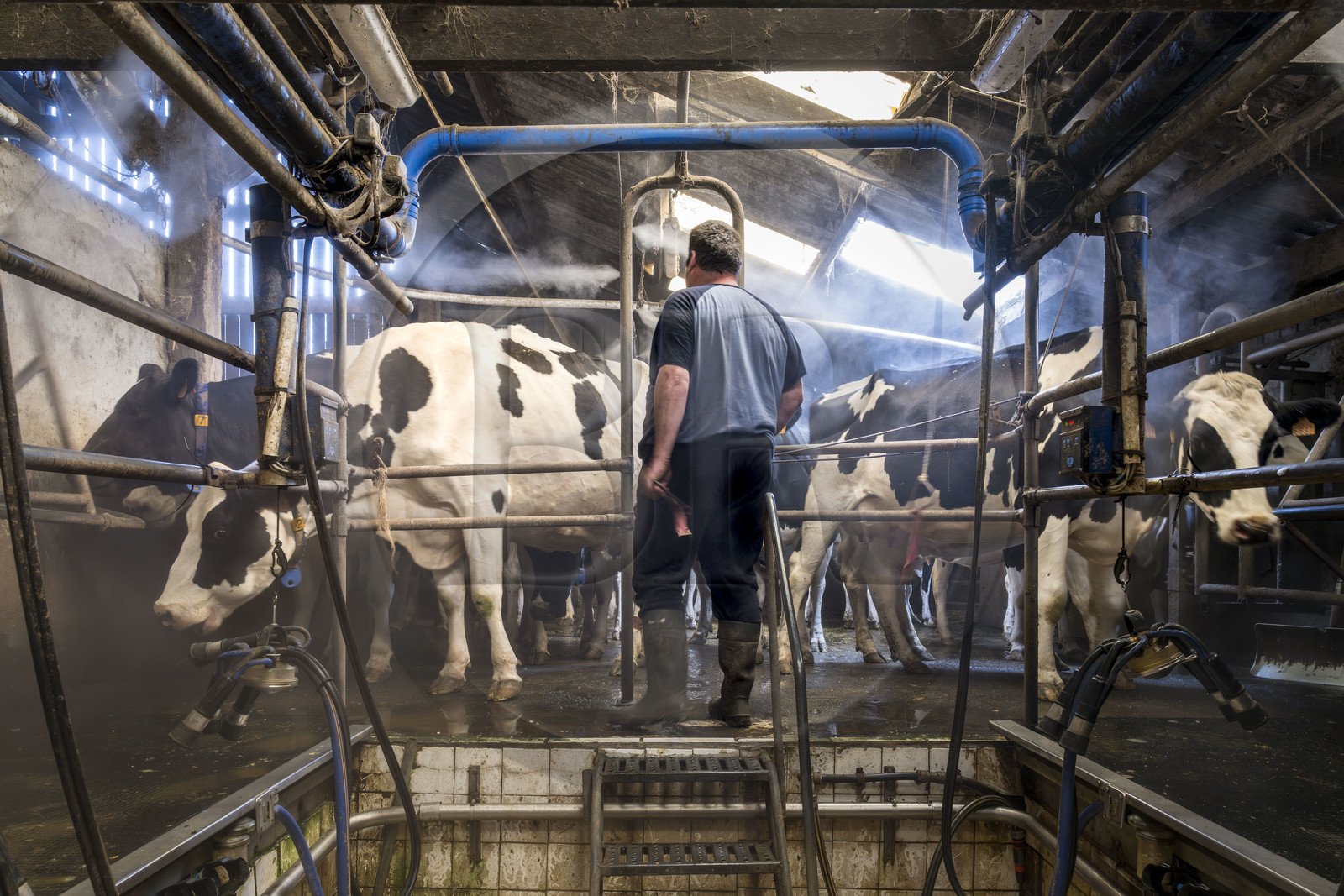 France, Finistère (29), Pays des Abers, Lannilis, ferme de Keruzal Vihan en bordure de l'Aber Benoit, Christophe Monot éleveur de vache laitières prim’holstein et traite du soir