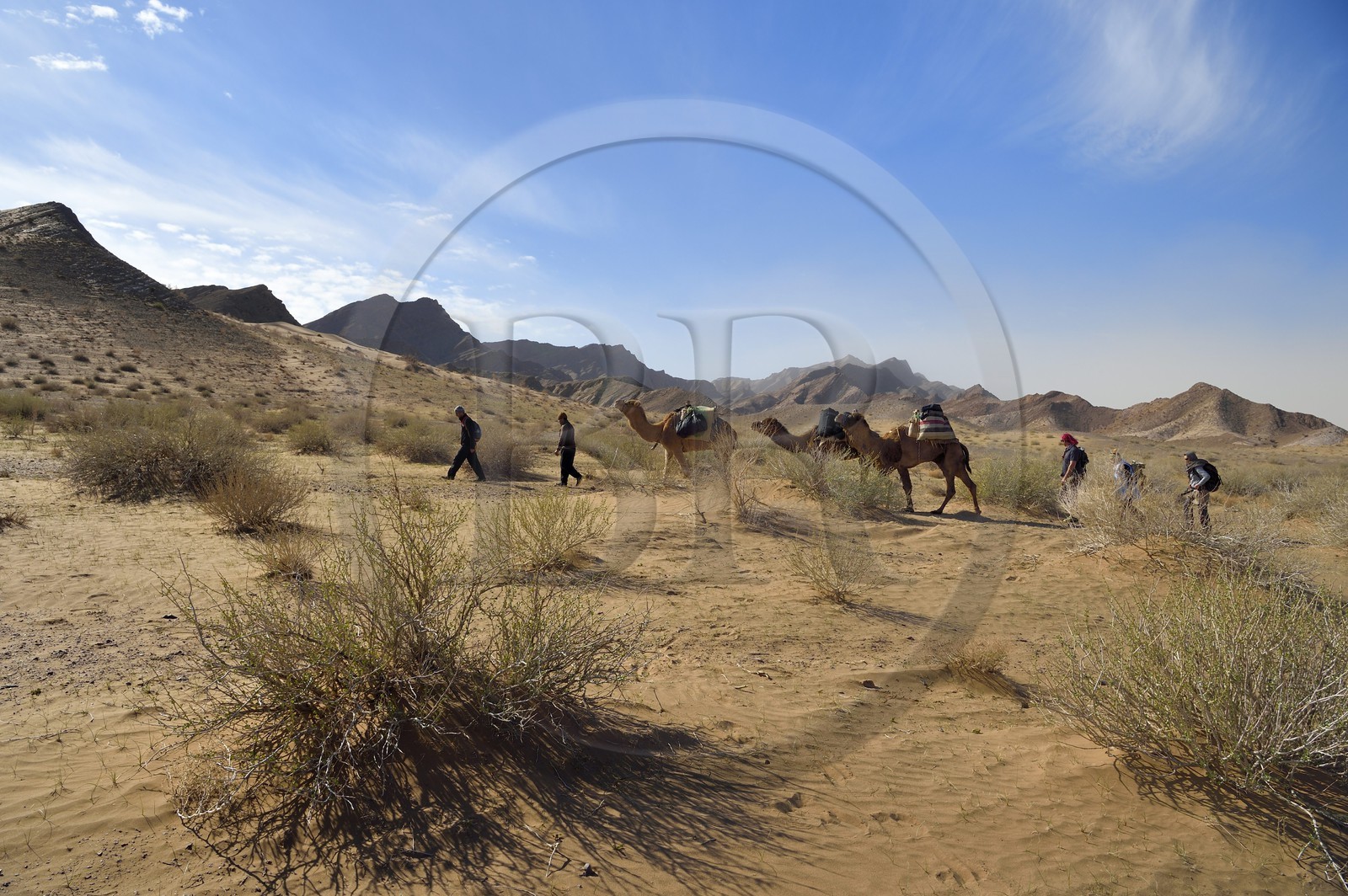 Iran, Province d'Ispahan, désert du Dasht-e Kavir, caravane de dromadaires vers l'oasis d'Arousan dans la région de Khur et Biabanak lors d'une randonnée chamelière