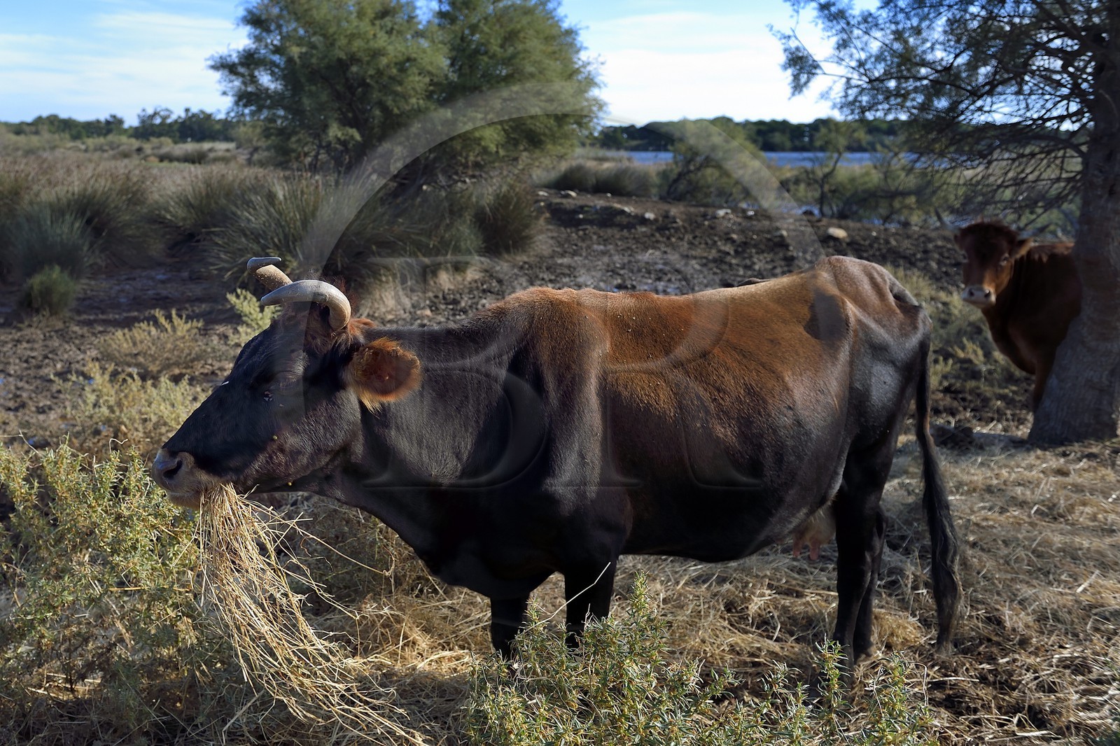 France, Haute Corse, the pond of Biguglia (Stagnu di Chiurlinu), breeding cows along the nature reserve of the pond