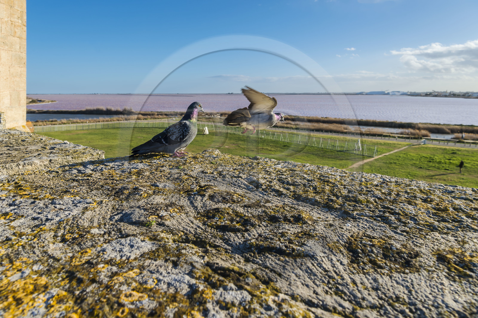 France, Gard, Aigues-Mortes, pigeons on the walkway of the southern ramparts, the salt marshes (Salins du Midi)