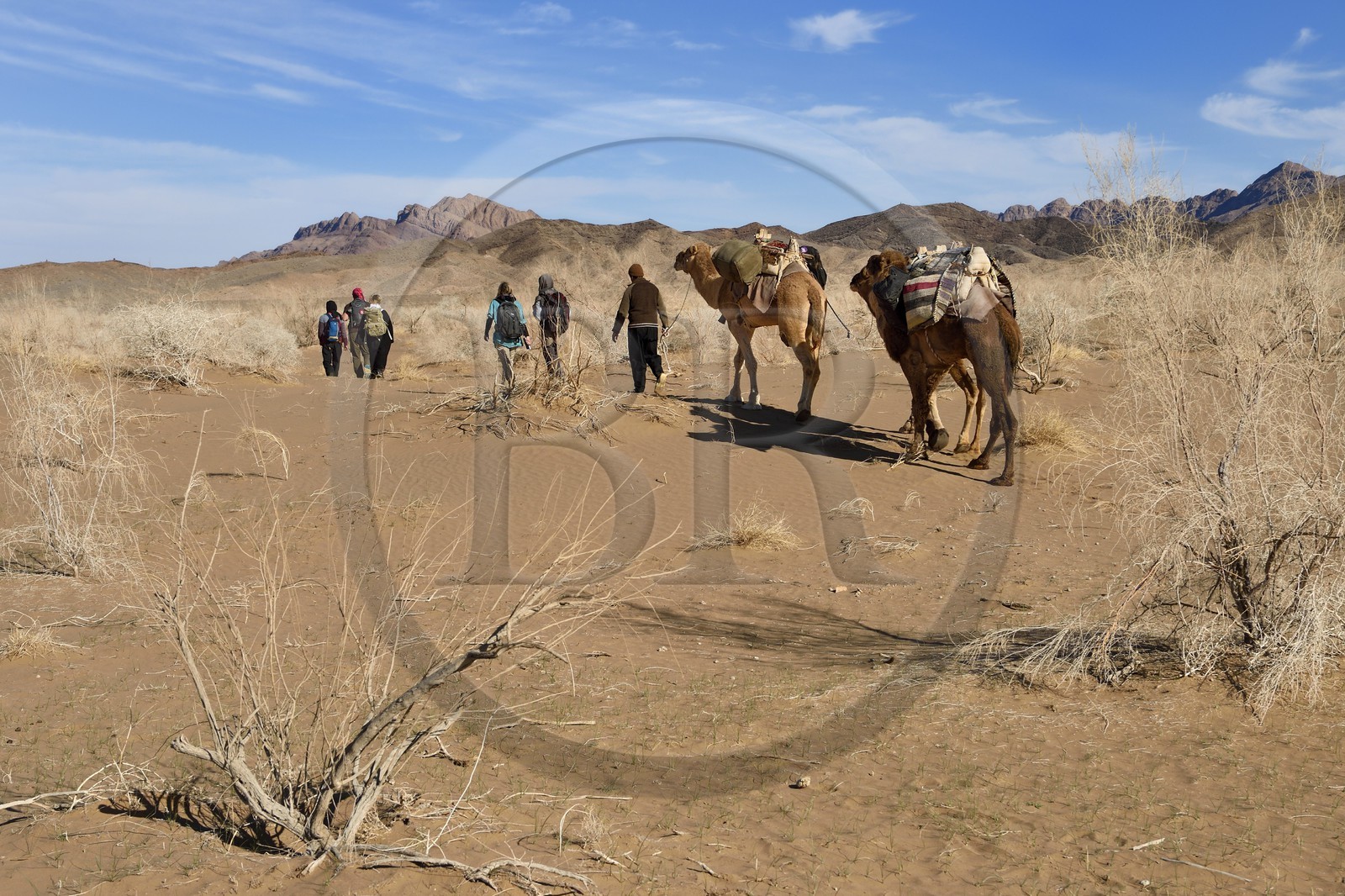 Iran, Province d'Ispahan, désert du Dasht-e Kavir, Mesr dans la région de Khur et Biabanak, caravane de dromadaires lors d'une randonnée chamelière