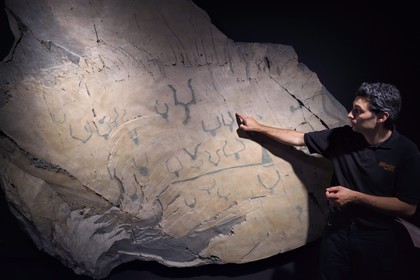 France, Alpes-Maritimes (06), vallée de la Roya, Tende, musée départemental des Merveilles, moulage d'une roche gravée de figures corniformes de la vallée des Merveilles