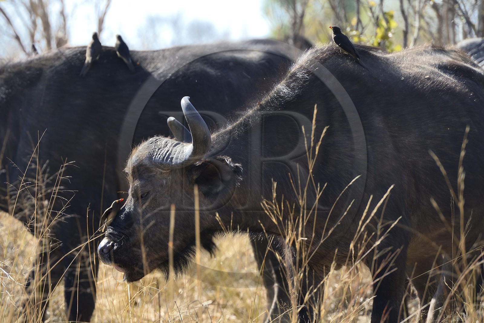 Zimbabwe, province de Matabeleland septentrional, parc national Hwange, buffles d'Afrique (Syncerus caffer) et Piquebœuf à bec jaune (Buphagus africanus)