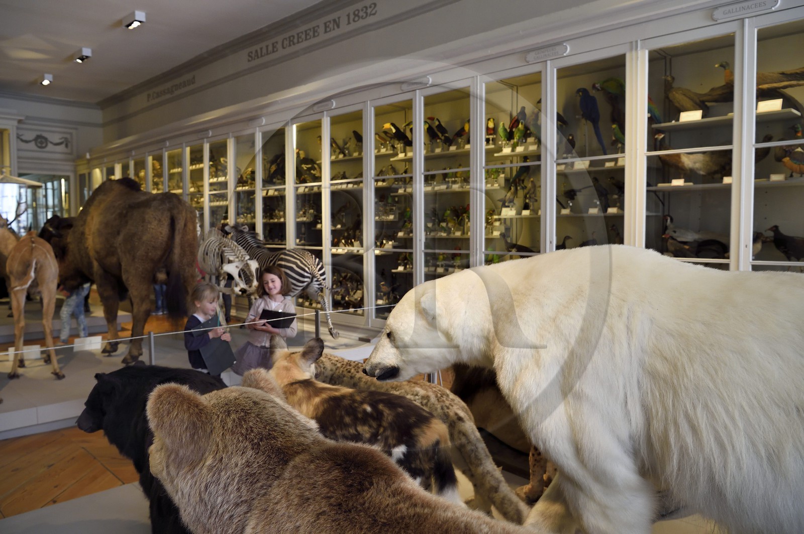 France, Charente-Maritime (17), La Rochelle, le Muséum d'histoire naturelle (muséum Lafaille), galerie de zoologie