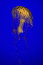 France, Charente-Maritime (17), La Rochelle, Aquarium La Rochelle, Mention obligatoire, méduse (Chrysaora Melanaster)