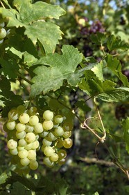 France, Haut Rhin, the Alsace Wine Route, Riquewihr, labelized the Most Beautiful Villages of France, bunch of grapes in the vineyard