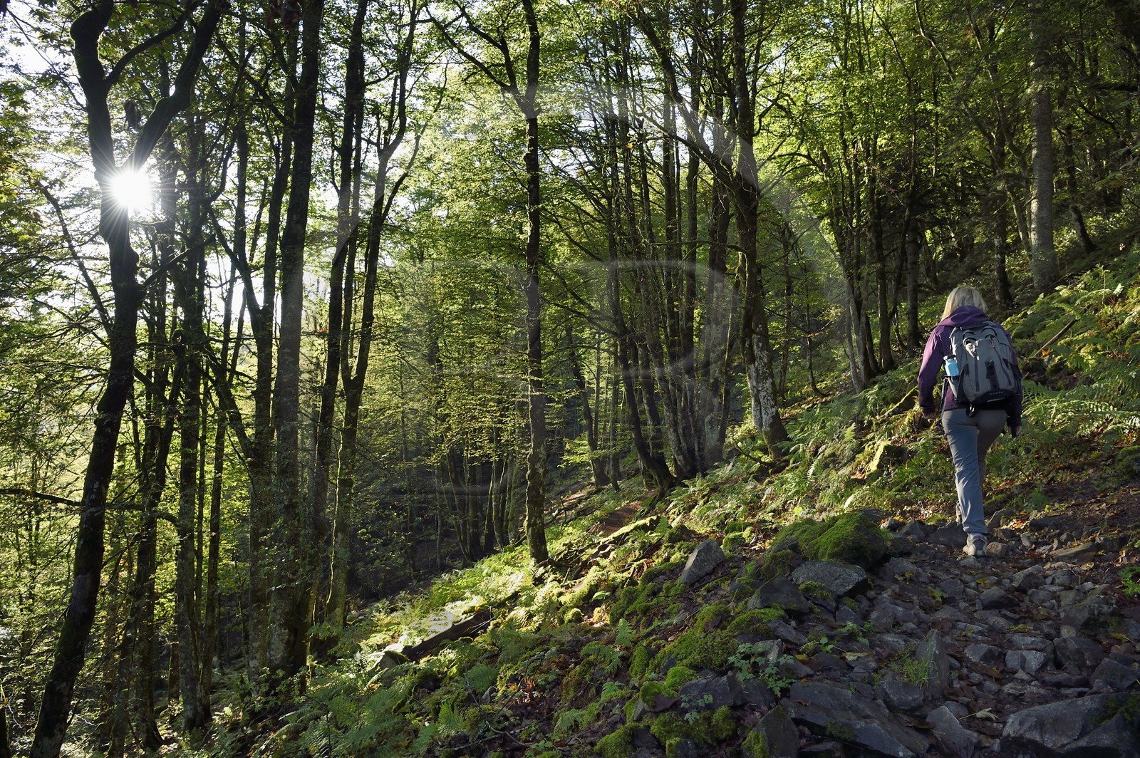 France, Vosges, Ballons des Vosges Regional Natural Park, Saint Maurice sur Moselle, hiker walking towards the Col des Perches pass next to Gazon Rouge