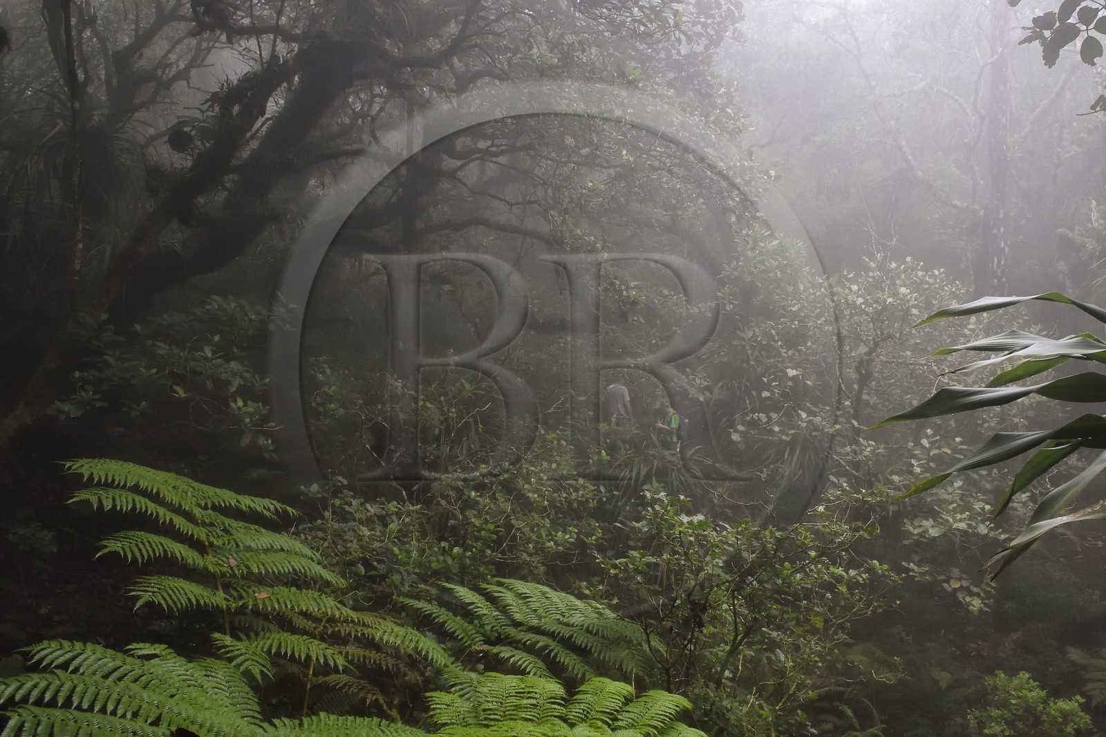 France, Ile de la Reunion, Le Tampon, forêt de Notre-Dame de la Paix en bordure de la Riviere des Remparts sur les pentes du volcan du Piton de la Fournaise