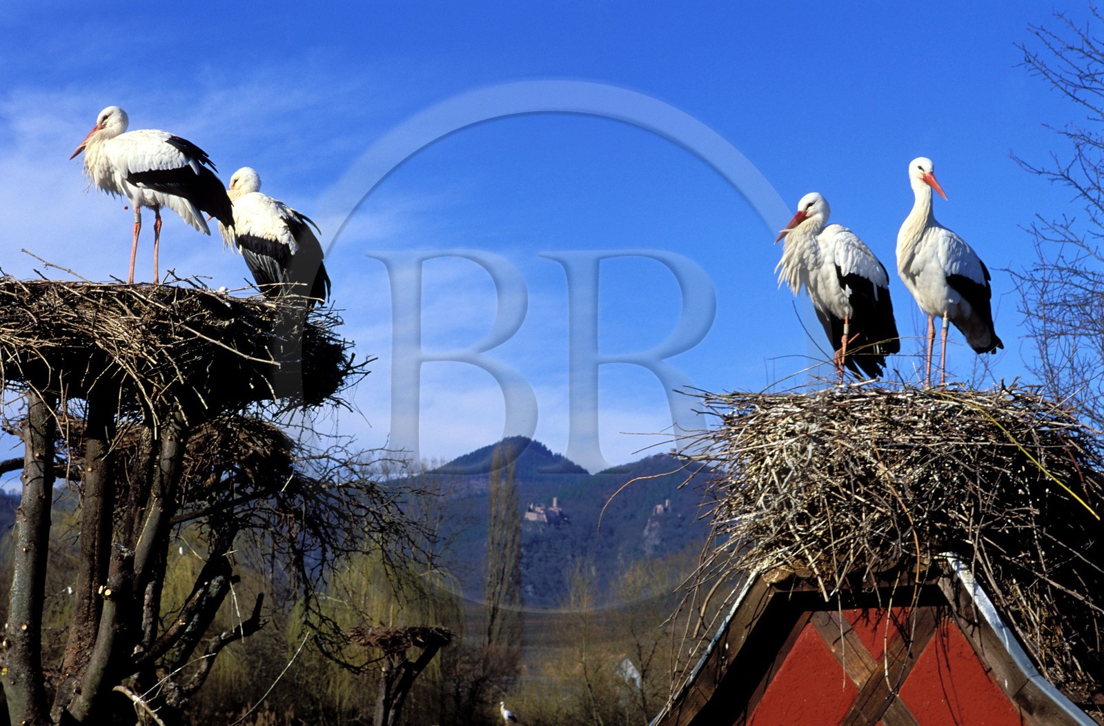 France, Haut-Rhin (68), Route des vins d' Alsace, Hunawihr, labellisé Les Plus Beaux Villages de France, centre de réintroduction des cigognes en Alsace