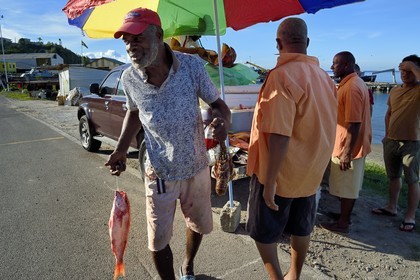Caribbean, Dominica Island, the capital city Roseau, roadside fish seller