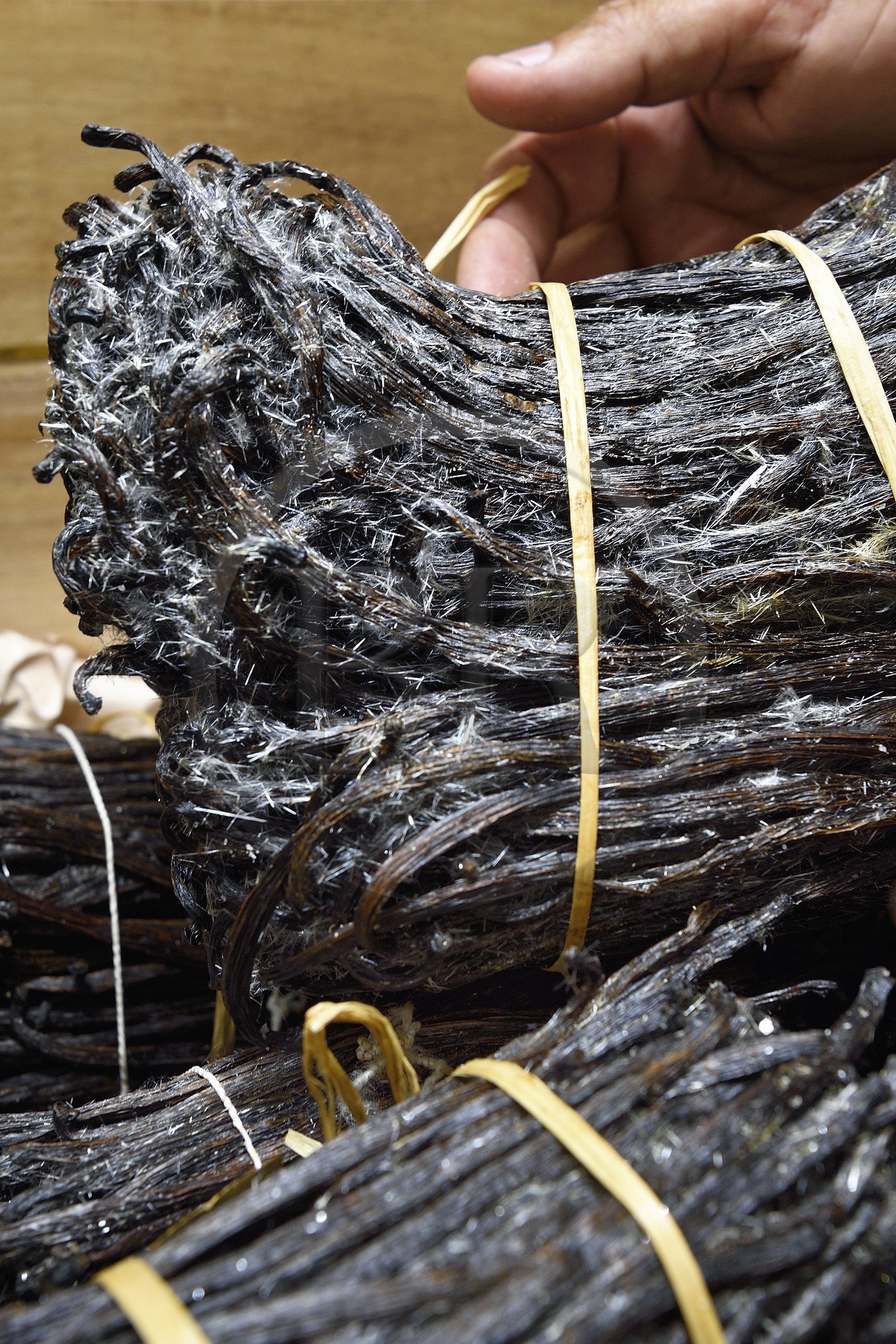 France, Ile de la Reunion, Saint-Louis, Domaine de Bellevue, producteur de vanille biologique cultivée sous des panneaux photovoltaïques, gousses de vanille Planifolia cristallisée avec 24 mois d'affinage minimum
