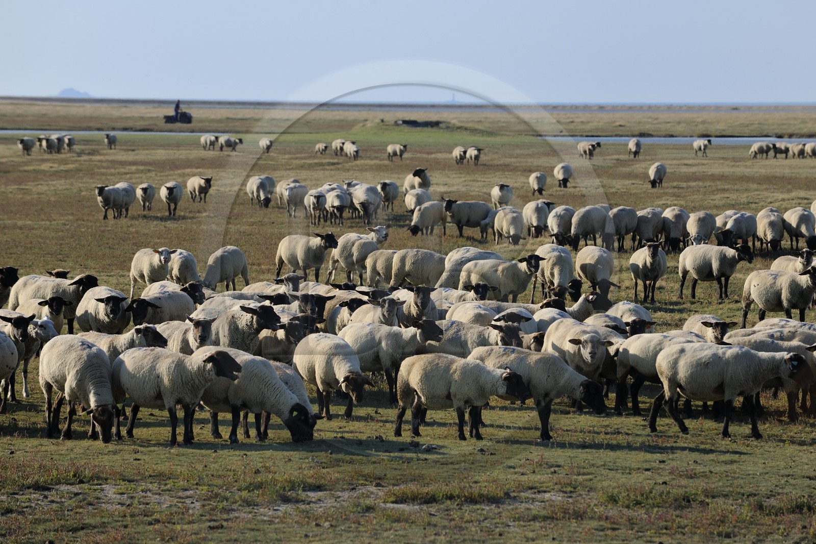 France, Ille-et-Vilaine (35), troupeau de moutons de prés salés du Mont-Saint-Michel