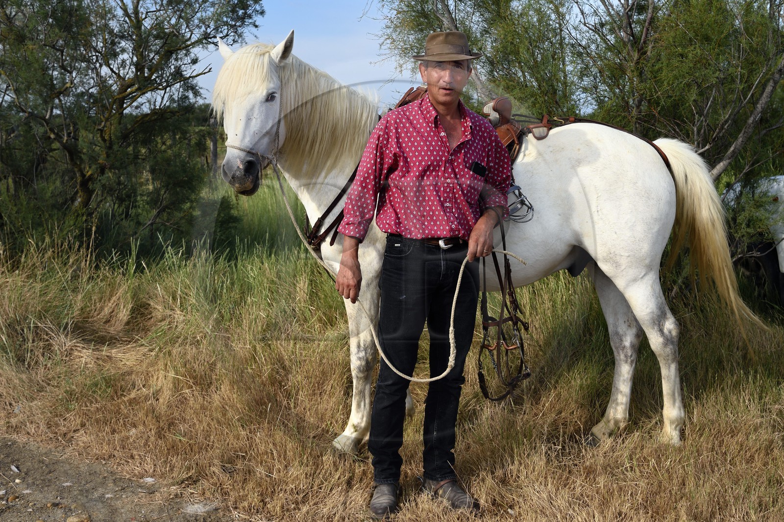 France, Bouches-du-Rhône (13), Parc naturel régional de Camargue, manade Jacques Mailhan, le gardian Christophe Prezet et son cheval camarguais