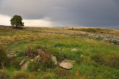 France, Cantal (15), Parc naturel régional de l'Aubrac, plateau de l'Aubrac vers Saint-Urcize, muret de pierre