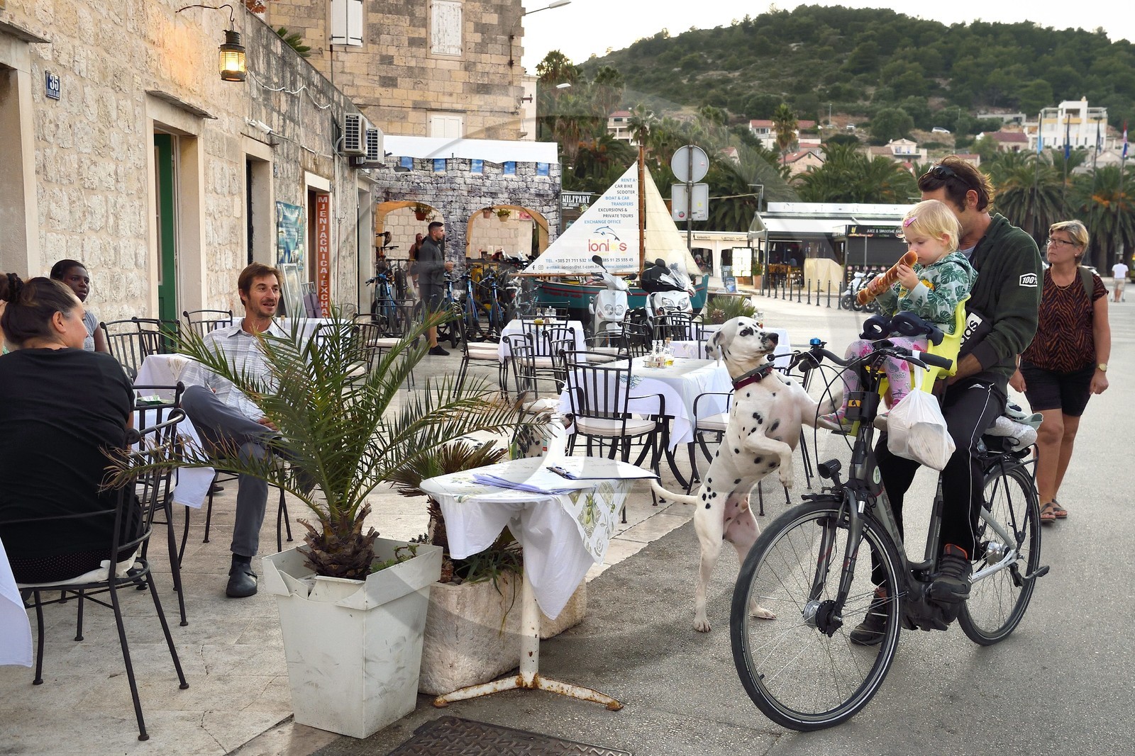 Croatie, Dalmatie, cote dalmate, Ile de Vis, village de Vis, chien dalmatien et son maitre