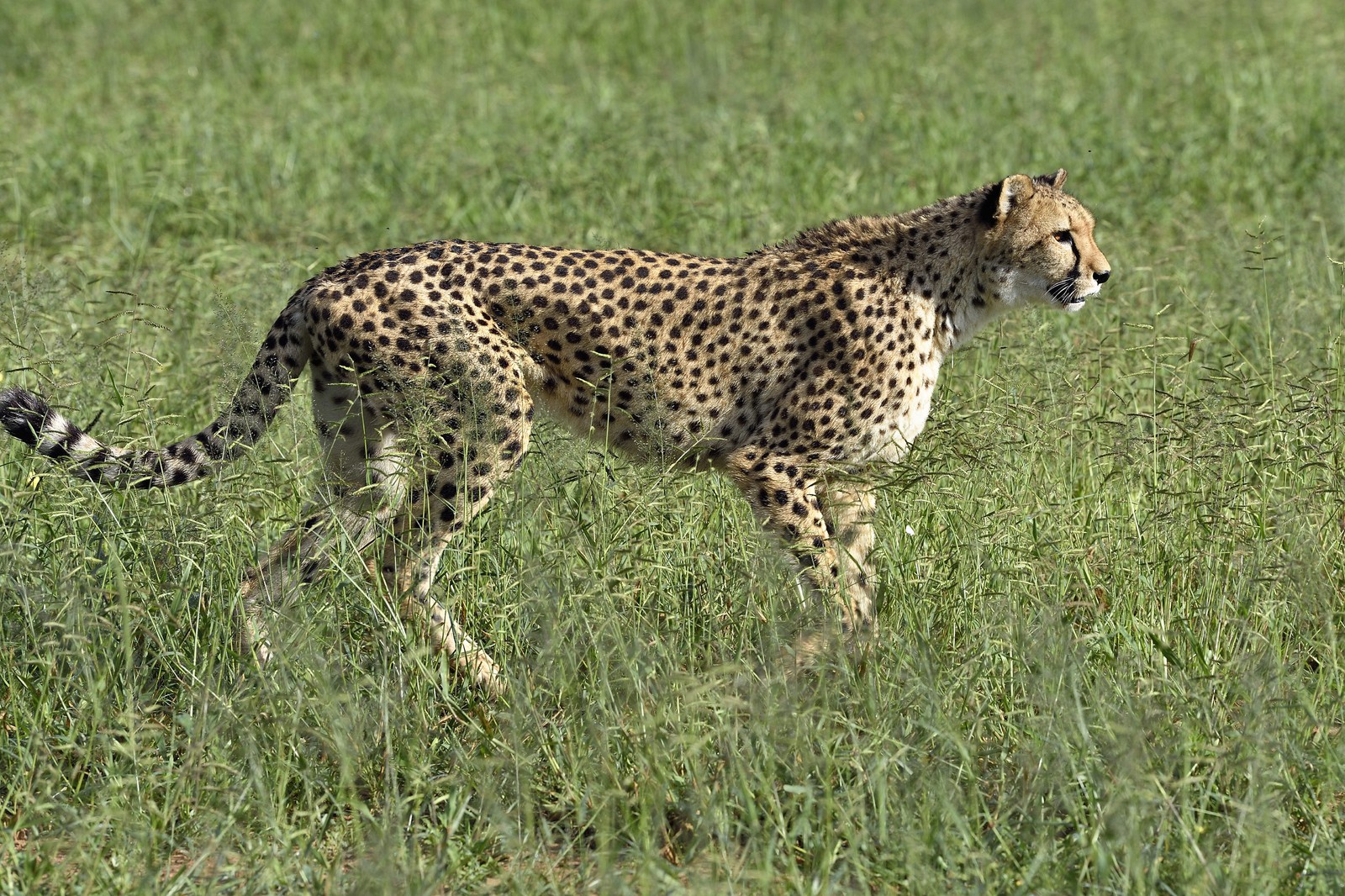 Namibia, Otjiwarongo, Cheetah Conservation Fund, research and education centre, cheetah (Acinonyx jubatus) in tall grass