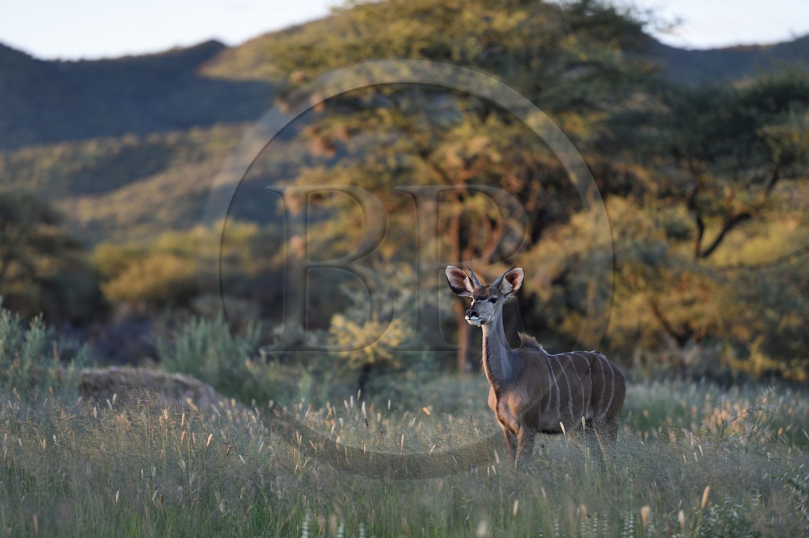 Namibie, région de Khomas, nord de Windhoek, Okapuka Ranch, grand koudou (Tragelaphus strepsiceros) dans les hautes herbes