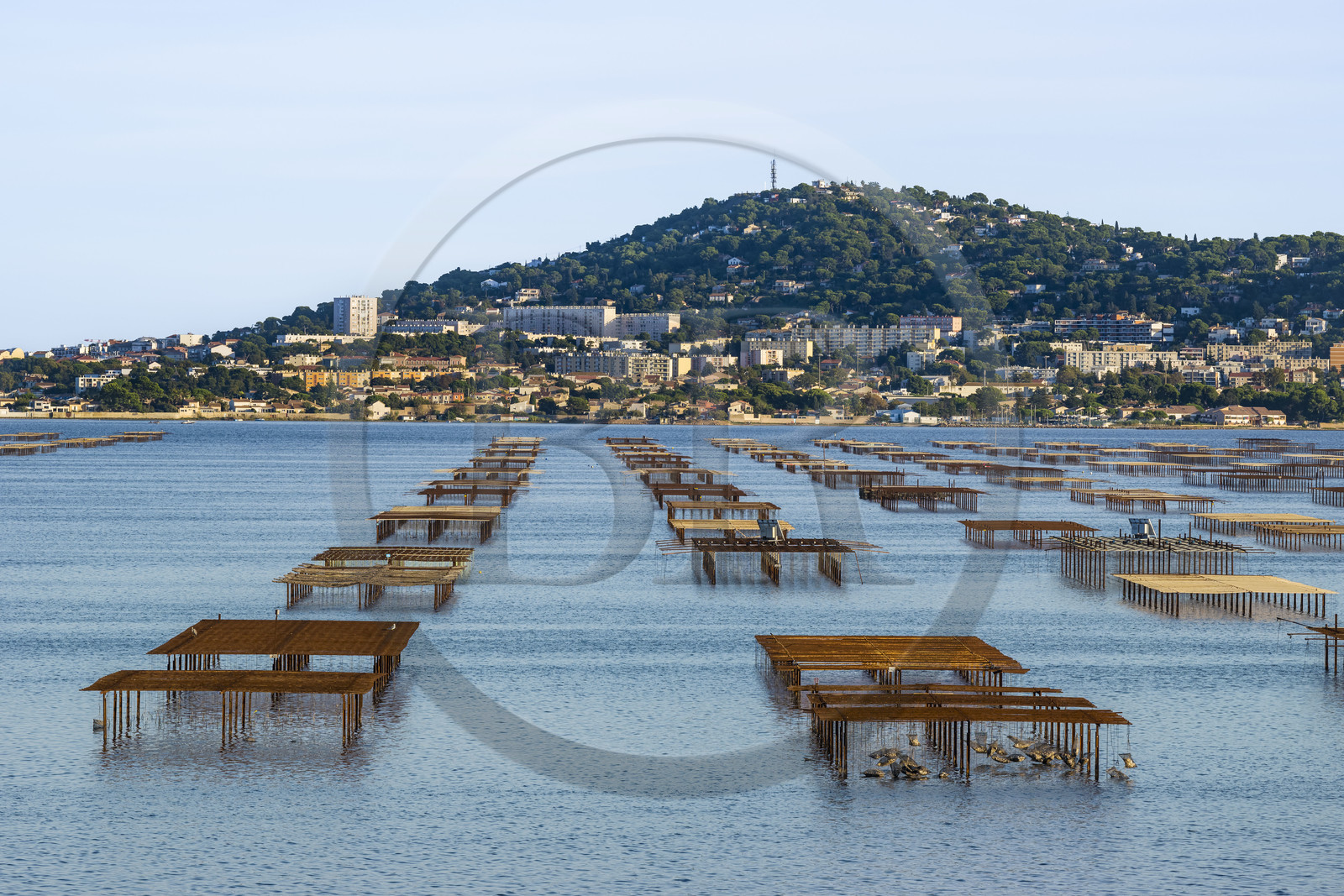 France, Hérault (34), Bouzigues, exploitations ostréicoles des parc à huitres sur l'Etang de Thau, le Mont Saint-Clair et Sète en arrière plan