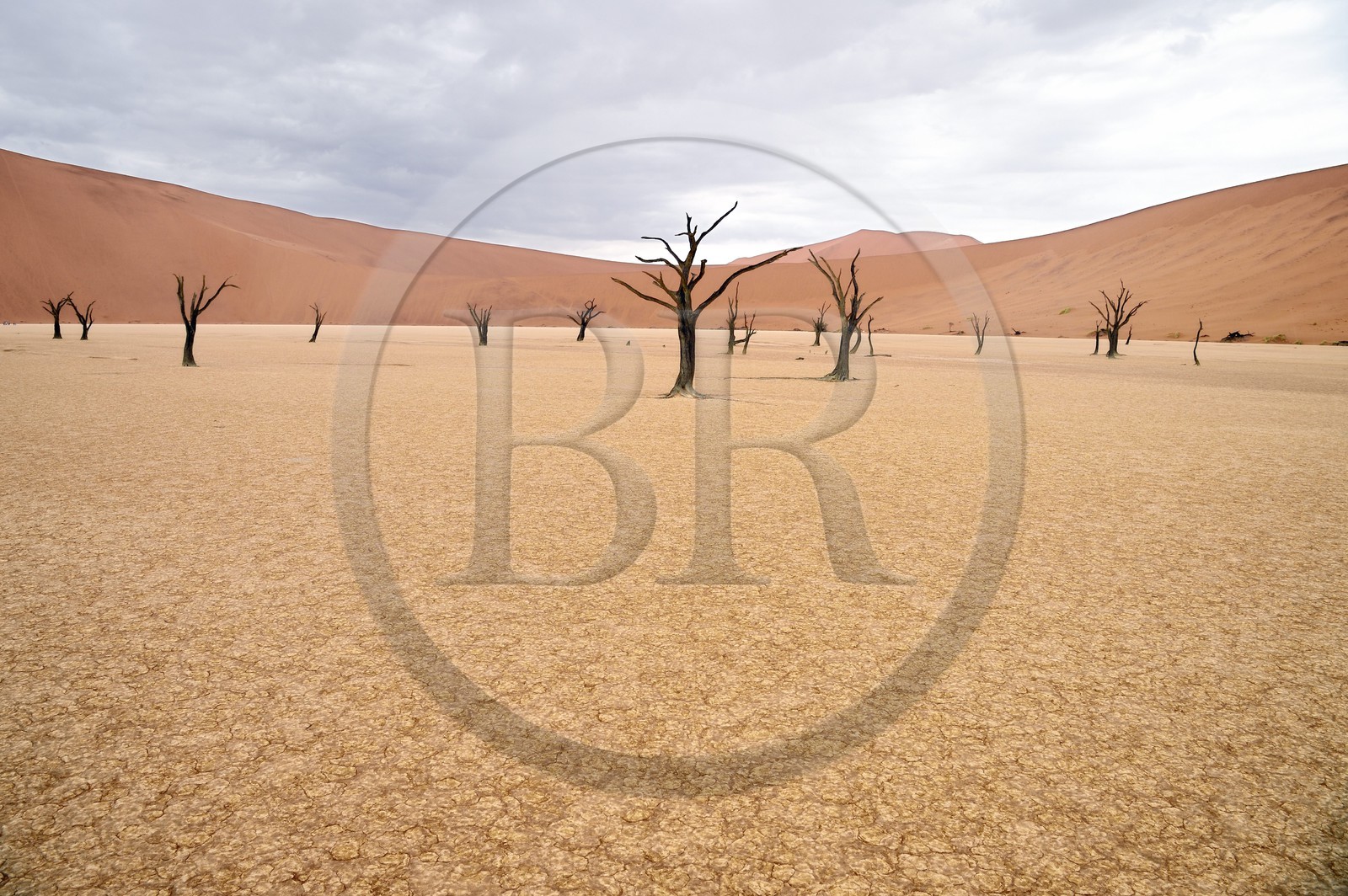 Namibie, région d'Hardap, désert du Namib, parc national du Namib-Naukluft, Erg du Namib classé Patrimoine Mondial de l'UNESCO, dunes de Sossusvlei, Dead Vlei, arbres morts de Camelthorn Acacia (Acacia erioloba)