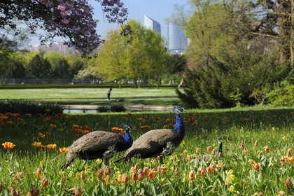 France, Paris (75), le Bois de Boulogne, parc de Bagatelle, paon