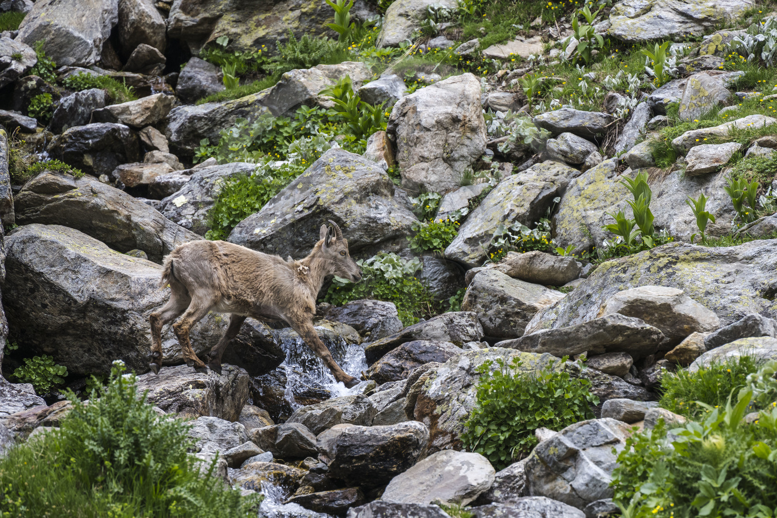 France, Alpes-Maritimes (06), parc national du Mercantour, Haute-Vésubie, Saint-Martin-Vésubie, Val du Haut Boréon, bouquetin des Alpes (Capra ibex) femelle appelée étagne vers le lac de Trécolpas