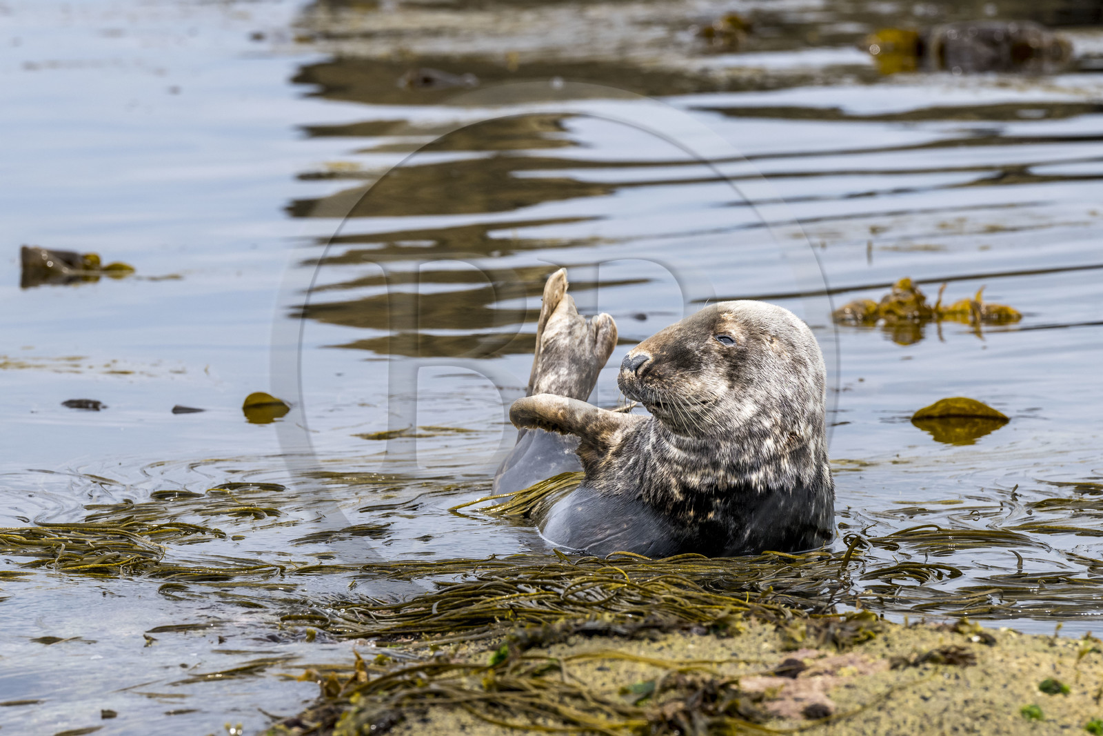 France, Finistère (29), Penmarch, archipel des Étocs, phoque gris (halichoerus grypus)