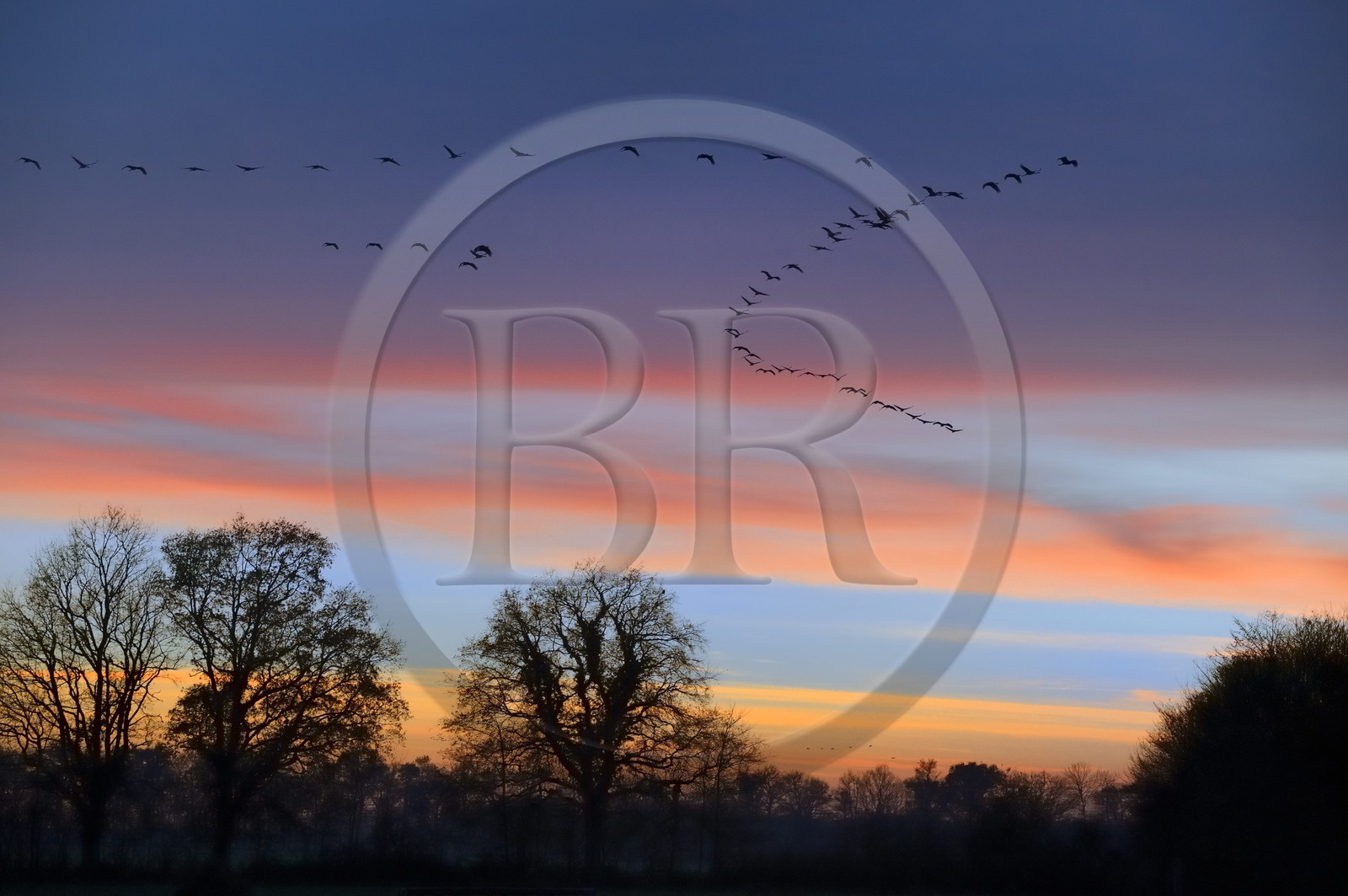 France, Indre, Berry, Parc Naturel Regional de la Brenne (Natural Regional Park of La Brenne), Rosnay, Red Sea pond (etang de la Mer Rouge), Common Crane (Grus grus), flight at sunset