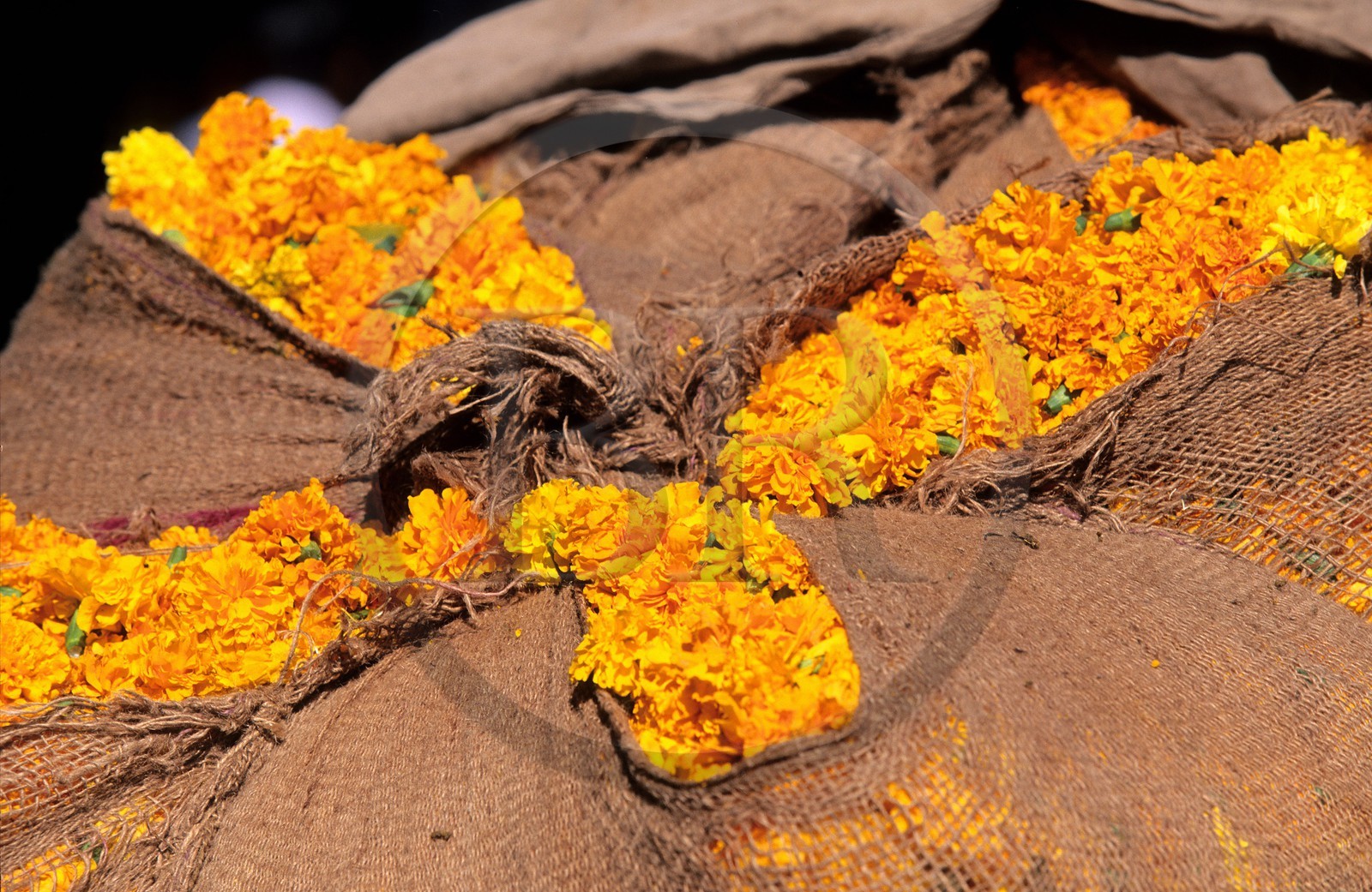 Inde, état du Rajasthan, sac contenant des fleurs pour les ceremonies