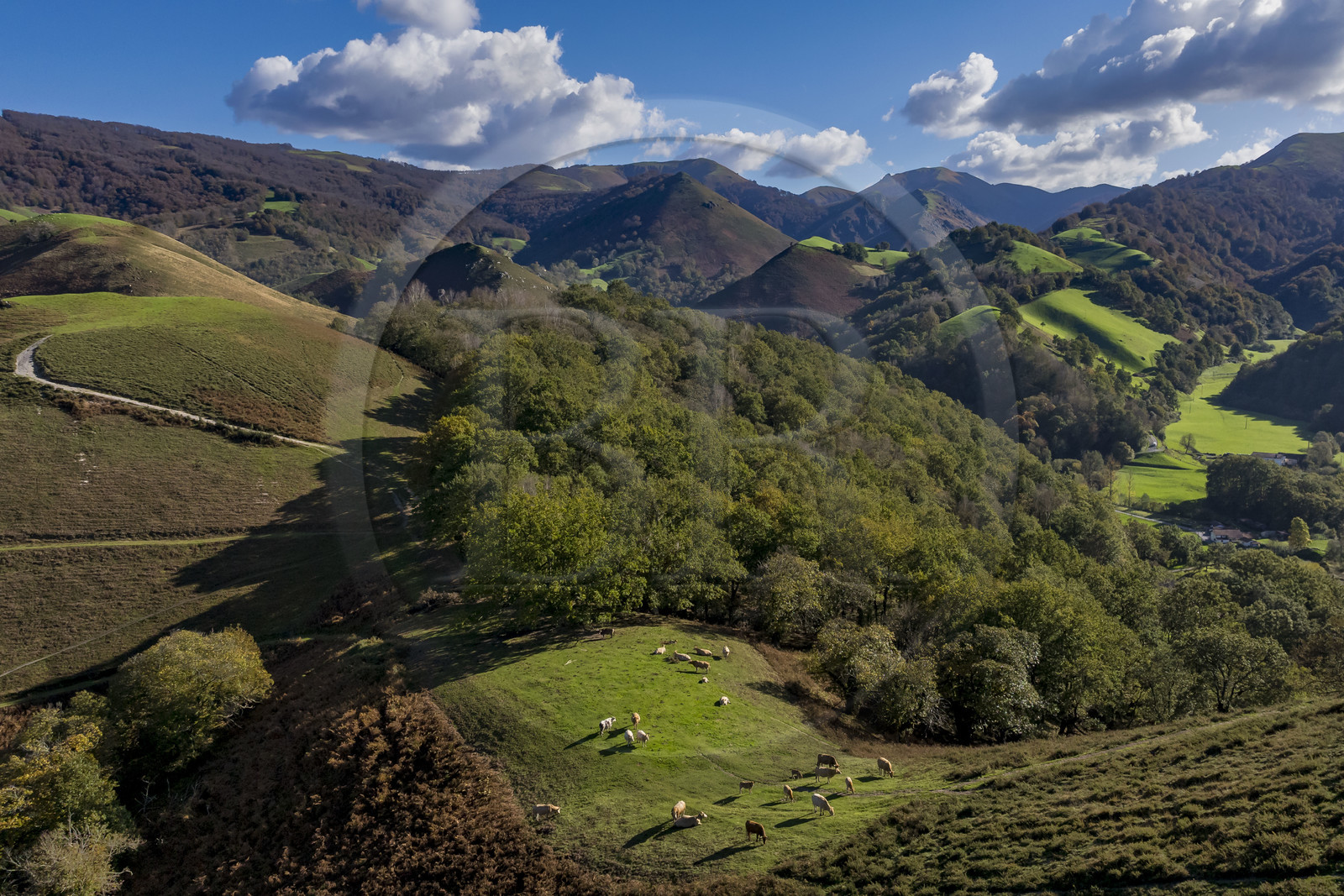 France, Pyrénées-Atlantiques (64), Pays-Basque, la vallée des Aldudes, vaches au sommet de la colline d’Elizamendi au dessus d'Urepel, le Kintoa (le pays Quint) au sud de la vallée à cheval de la frontière espagnole en arrière plan (vue aérienne)