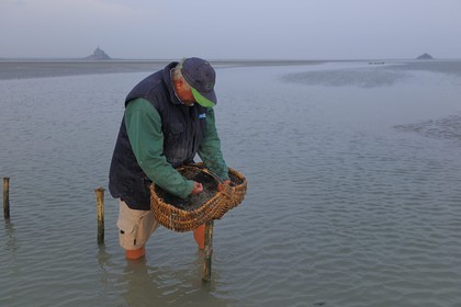 France, Manche, Bay of Mont Saint Michel, listed as World Heritage by UNESCO, Beach fisherman Guy Jugan lifting his nets full of Crangon crangon (grey shrimp) shrimps at dawn