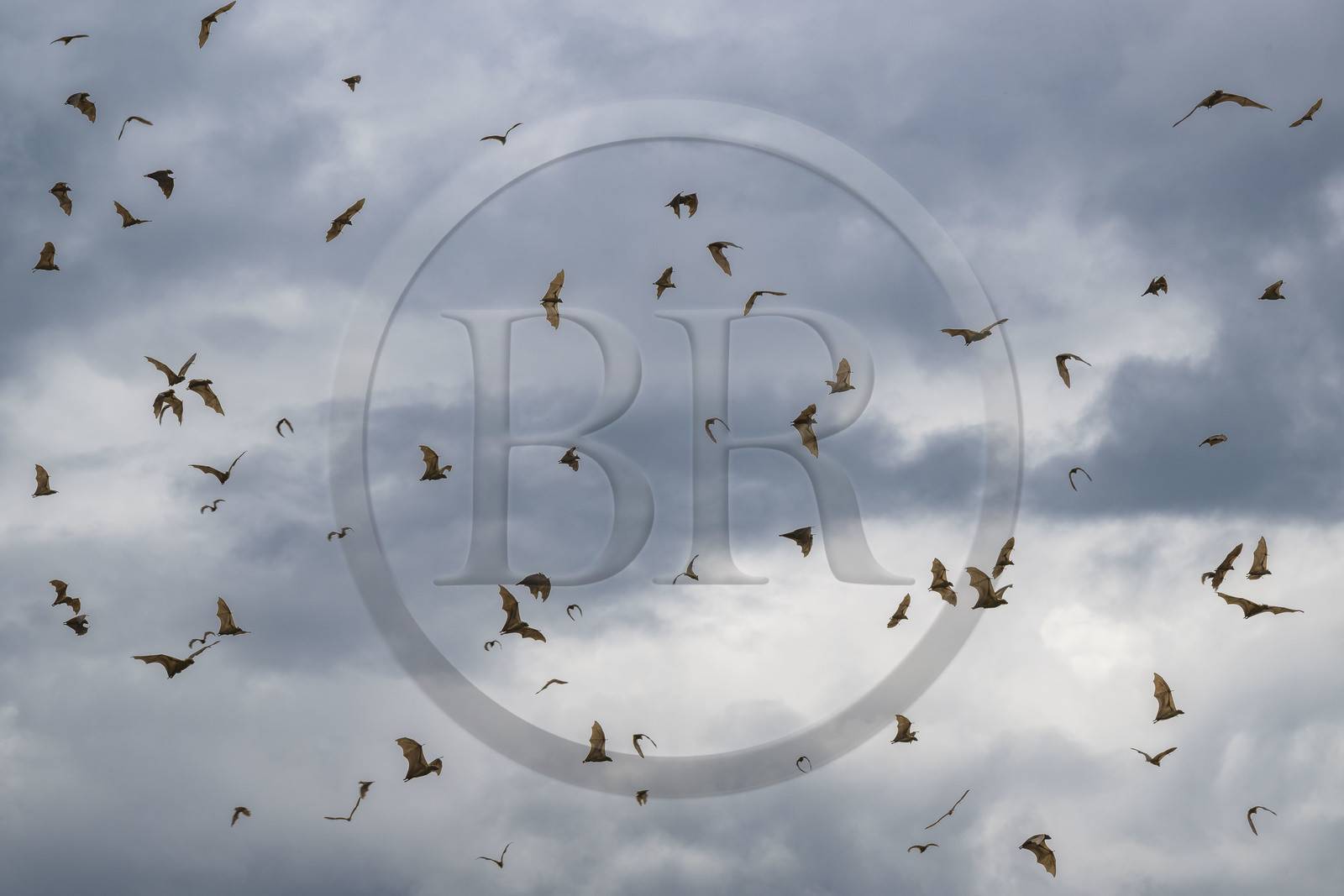 Rwanda, Western Province, Karongi (formerly named Kibuye), lake Kivu, Napoleon Island or Tembabagoyi, straw-coloured fruit bat (Eidolon helvum)
