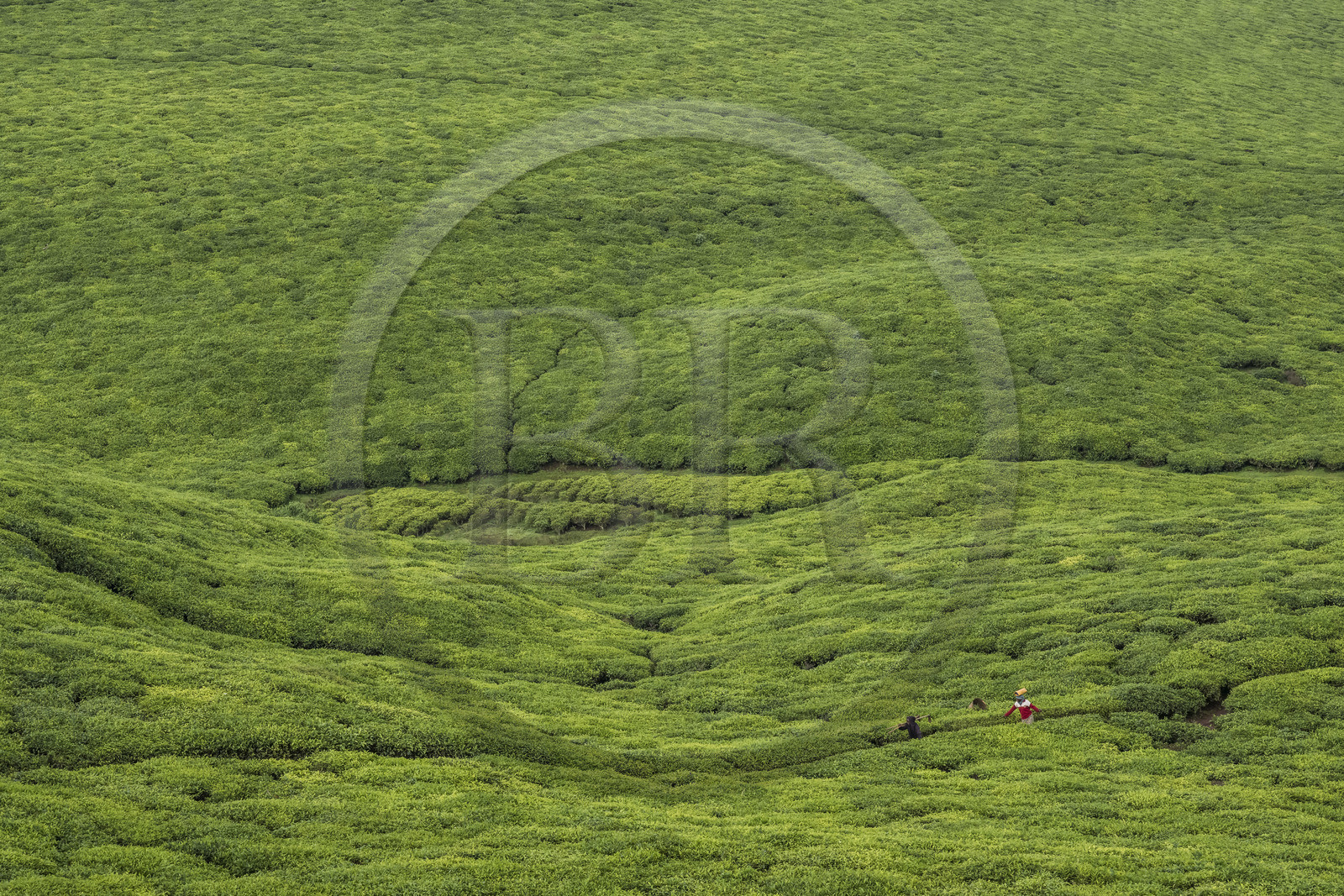 Rwanda, Province de l’Ouest, Gisuma, plantation de thé