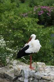 France, Haut Rhin, Ungersheim, ecomuseum of Alsace, stork