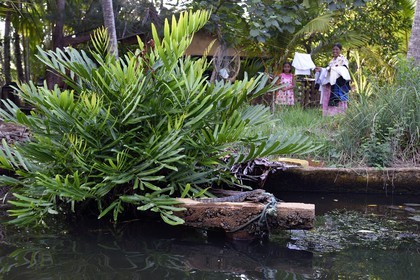 Sri Lanka, Province de l'Ouest, canal hollandais (Hamilton Canal) entre Colombo et Negombo vers Uswetakeiyawa, au premier plan un jeune varan malais (Varanus salvator)