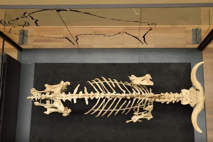 France, Dordogne (24), Périgord Noir, vallée de la Vézère, Les Eyzies-de-Tayac-Sireuil, site classé Patrimoine Mondial de l'UNESCO, Musée National de la Préhistoire, squelette de bison des steppes (Bison priscus) qui disparait aux alentours de 12000 BP
