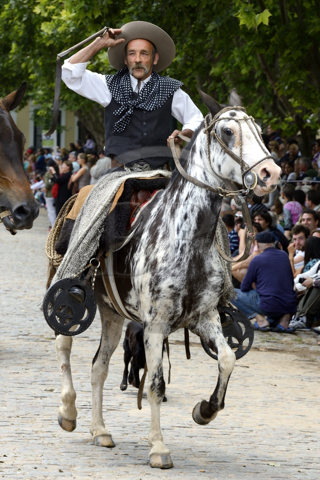 Argentine, province de Buenos Aires, San Antonio de Areco, fête du Jour de la Tradition (Dia de la Tradicion), gaucho à cheval défilant en habit traditionnel