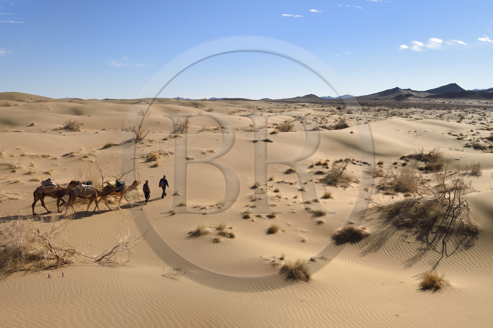 Iran, Province d'Ispahan, désert du Dasht-e Kavir, Mesr dans la région de Khur et Biabanak, caravane de dromadaires dans les dunes lors d'une randonnée chamelière