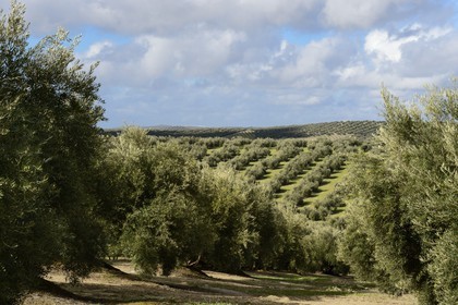 Spain, Andalusia, Jaén Province, olive groves south of Martos