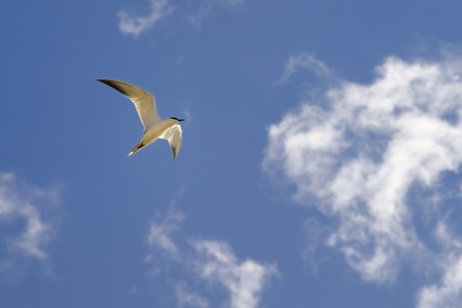 France, Bouches-du-Rhône (13), Parc naturel régional de Camargue, Sterne hansel (Gelochelidon nilotica)