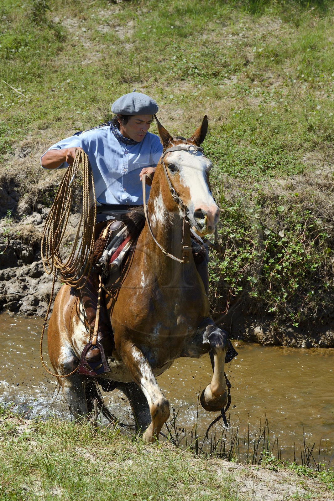 Argentine, province de Buenos Aires, San Antonio de Areco, estancia La Bamba de Areco, gaucho au travail remontant la rivière