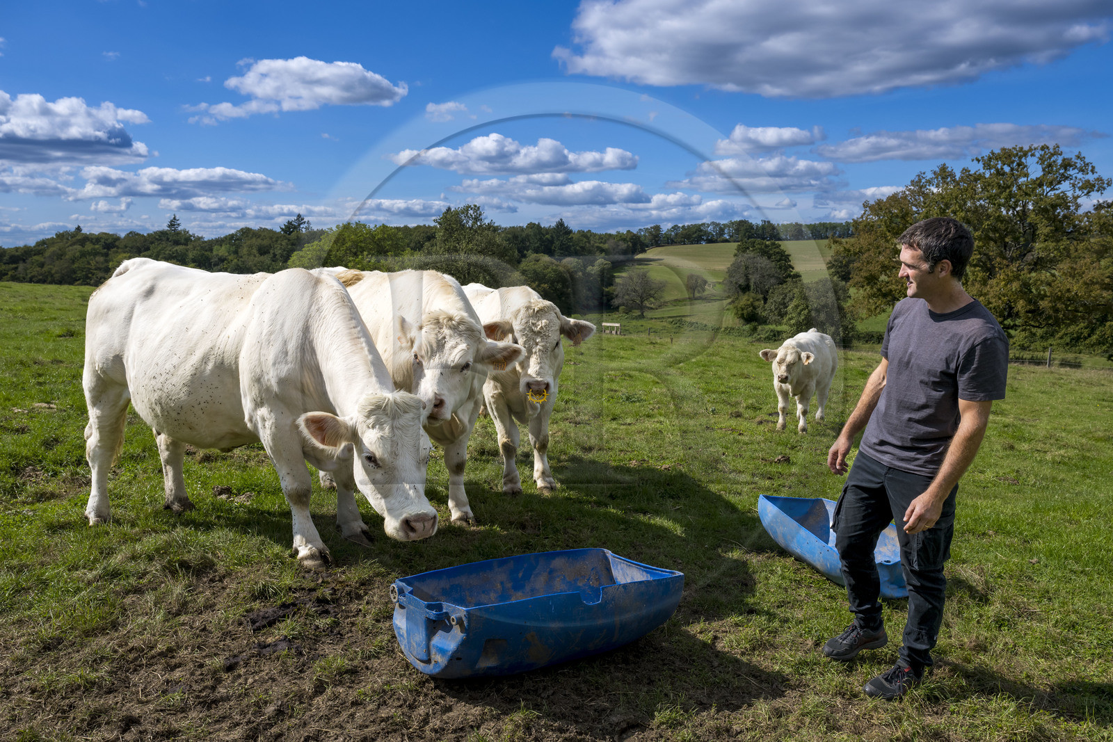 France, Nièvre (58), Parc naturel régional du Morvan, Millay, Ferme Les Prairies Gourmandes, Emmanuel Dumas éleveur de vaches Charolaises