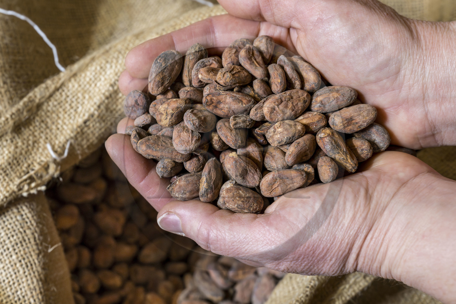 France, Vendée (85), Notre-Dame-de-Monts, Bean to bar chocolat 20°Nord 20°Sud, poignée de fèves de cacao