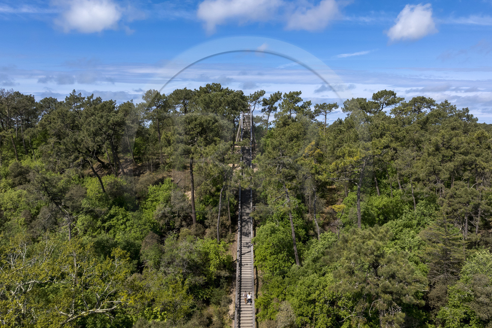 France, Vendee, La Barre de Monts, Pey de la Blet belvedere, the staircase in the sky in the heart of the forest (aerial view)