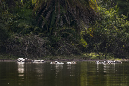 Rwanda, Akagera National Park, Lake Ihema, Hippopotamus (Hippopotamus amphibius)